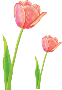 Tulip Flower